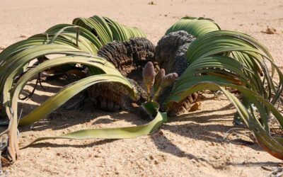 Plantas pintorescas, Welwitschia mirabilis