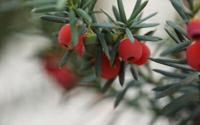 Plantas pintorescas. El tejo.