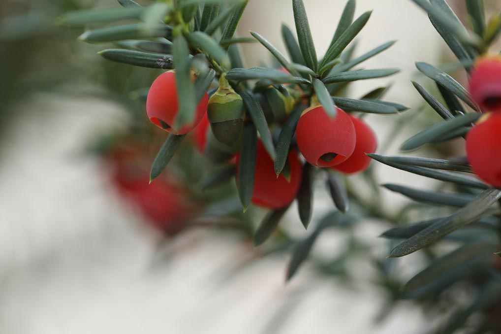 bayas-del-arbol-taxus-baccata
