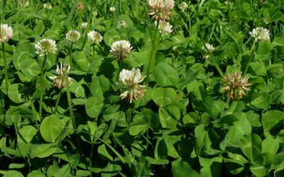 Plantas pintorescas, Trifolium repens