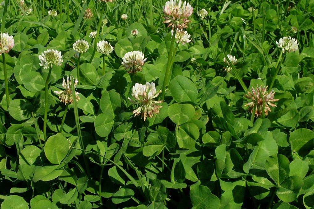 Trifolium-repens