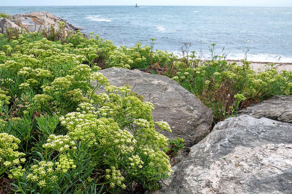 Crithmum-maritimum