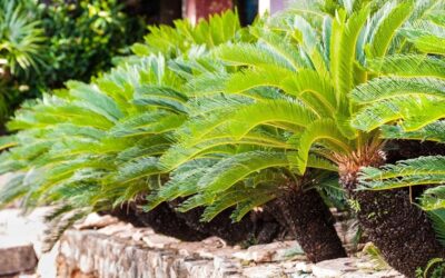 Plantas pintorescas, Cycas revoluta