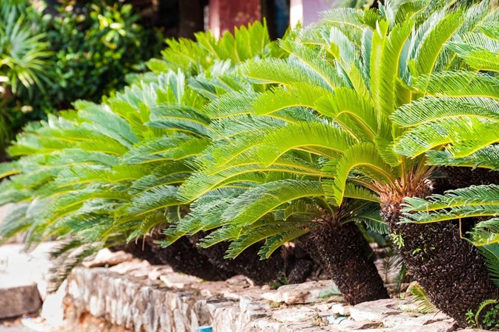 Cycas-revoluta