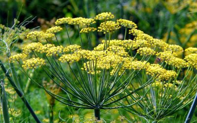 Plantas pintorescas. Foeniculum vulgare.