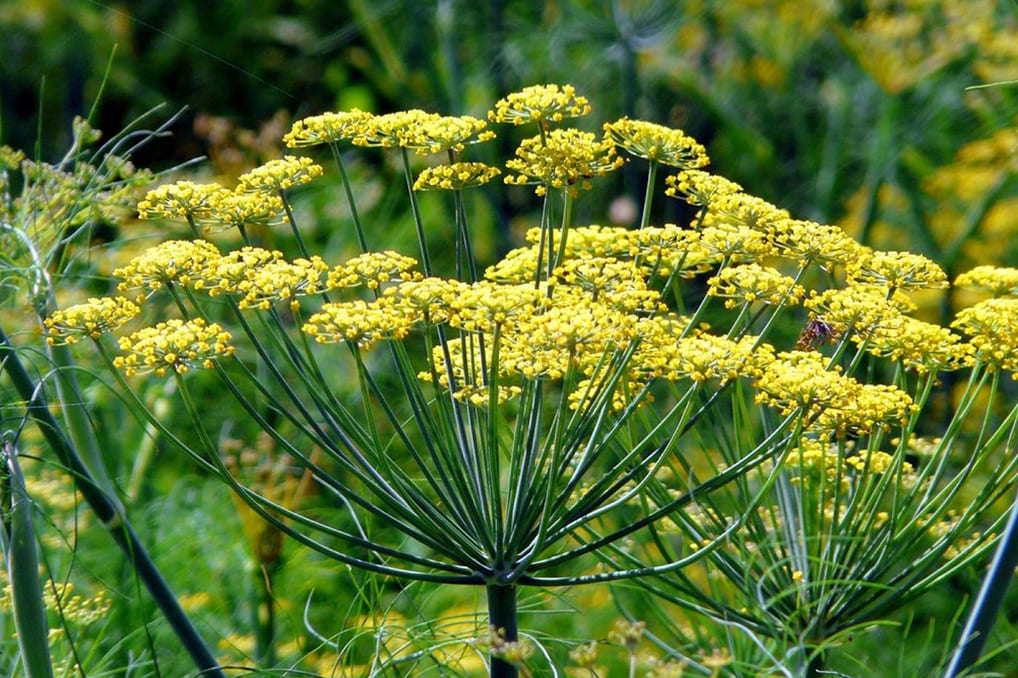 Foeniculum vulgare