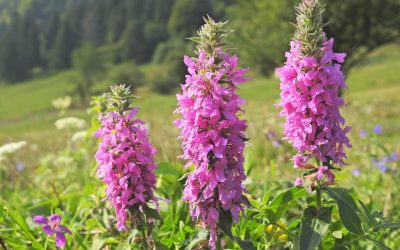 Plantas pintorescas. Lythrum salicaria.