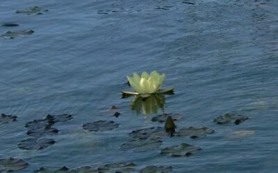 Jardines dentro del jardín