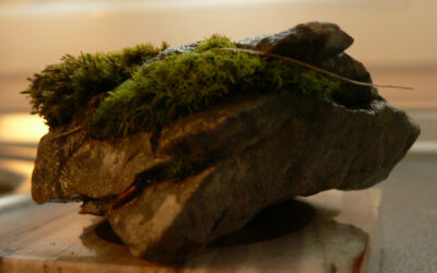 El jardín de musgo.